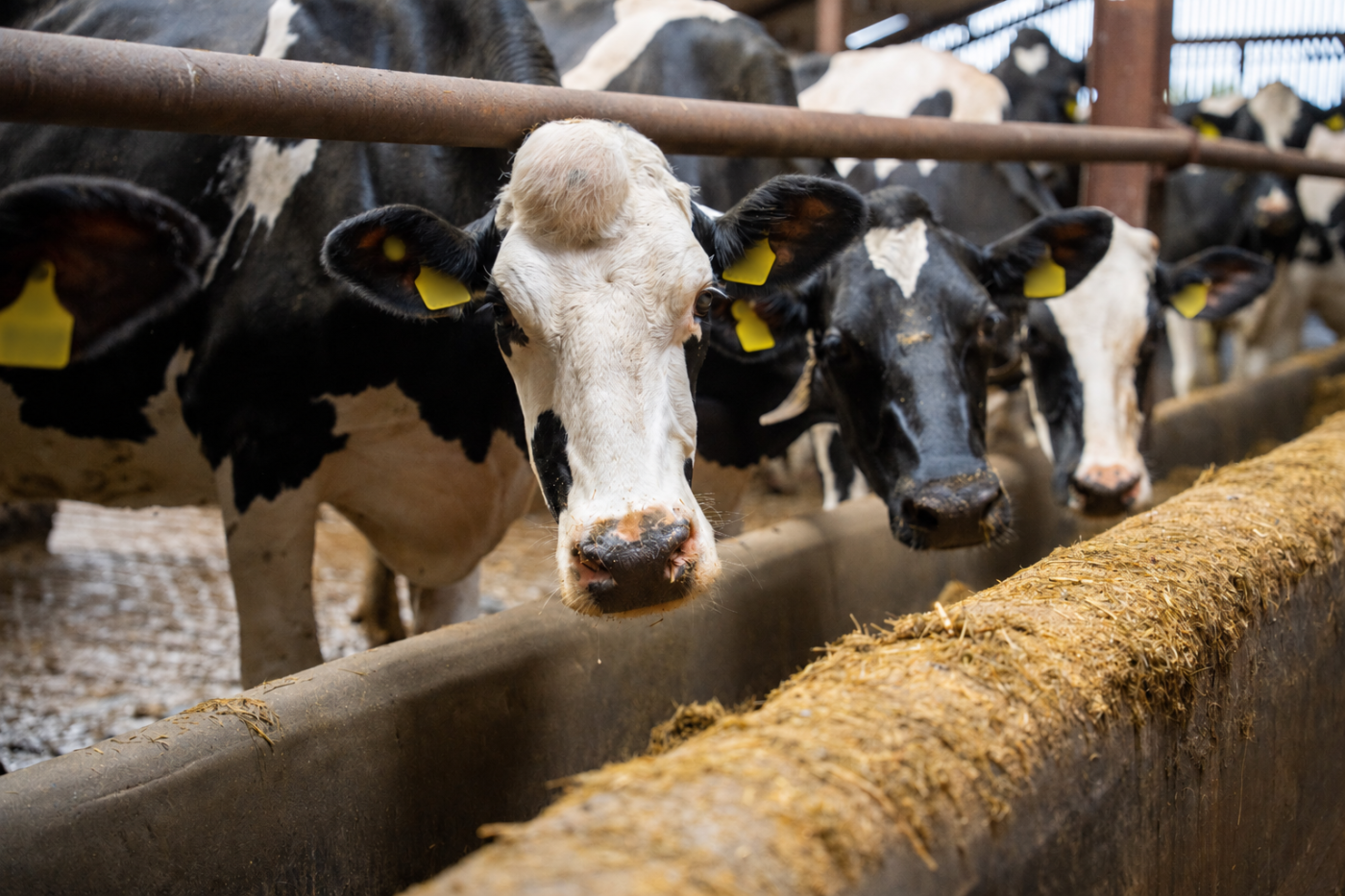 Cows