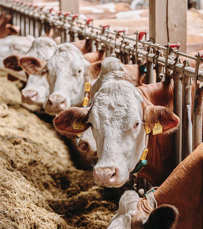 Mazzoleni-ireland-Species-sectors-dairy