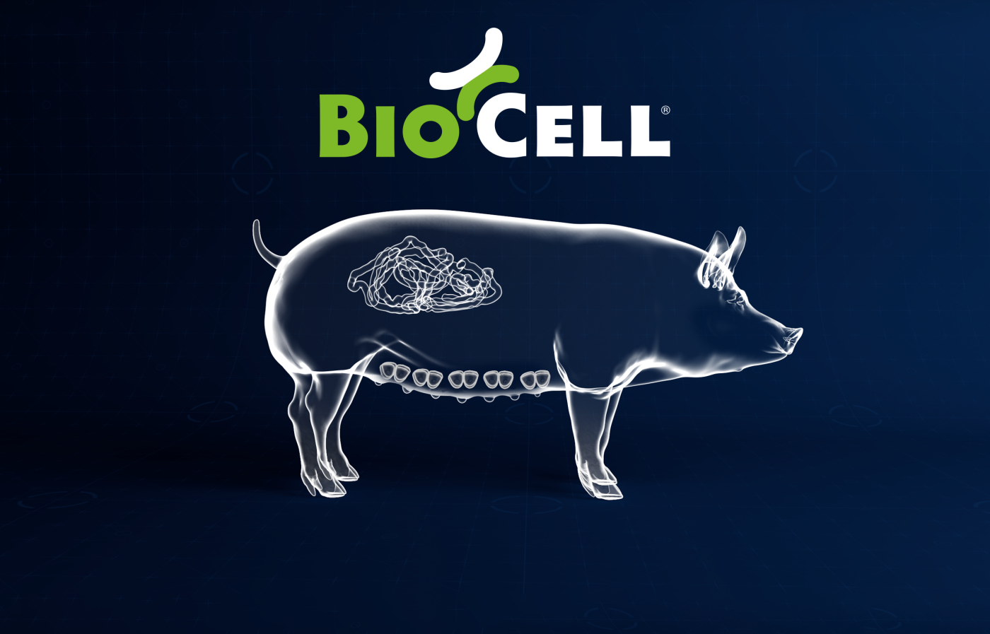 Header_SCROFA-RAGGI-X
