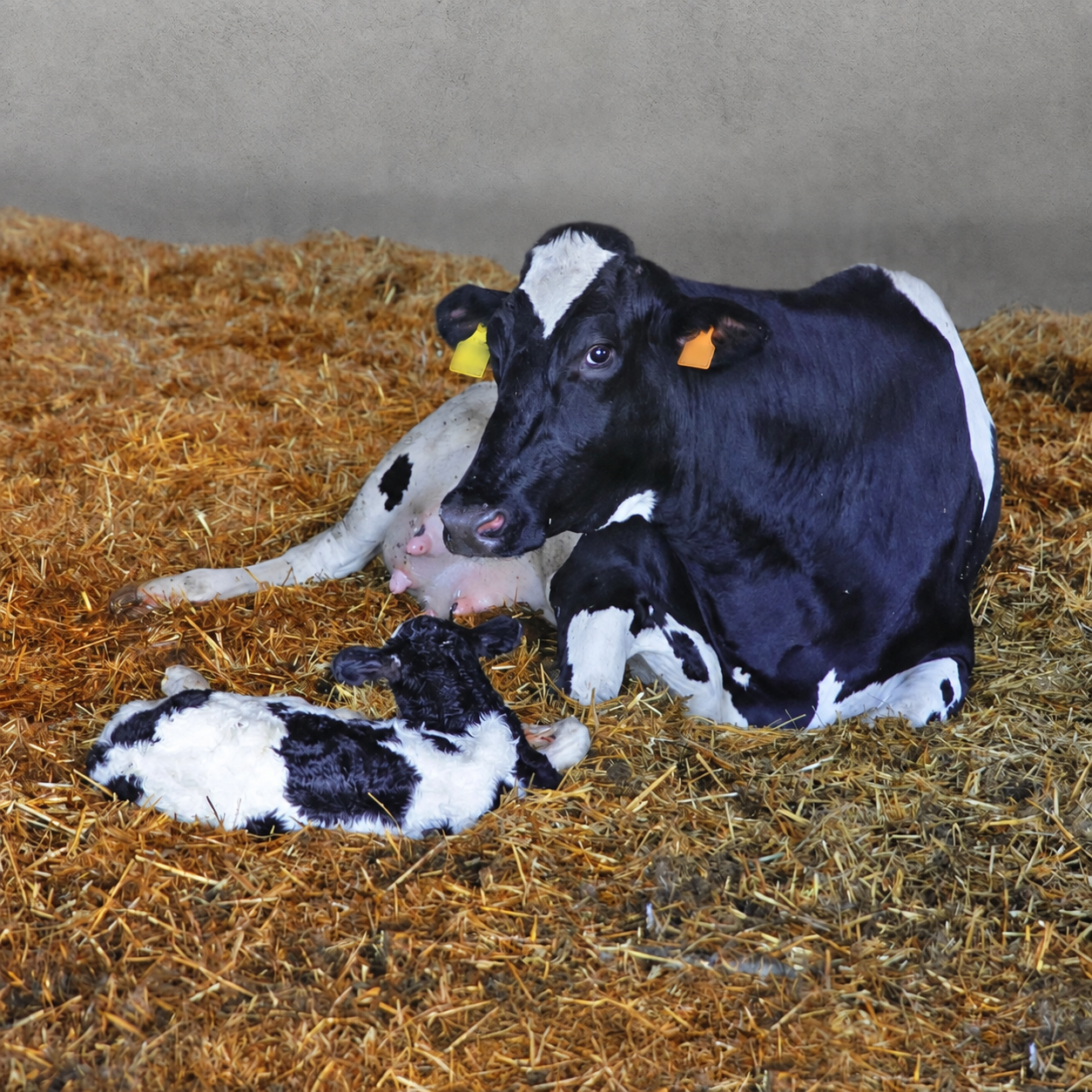 Fresh Cows