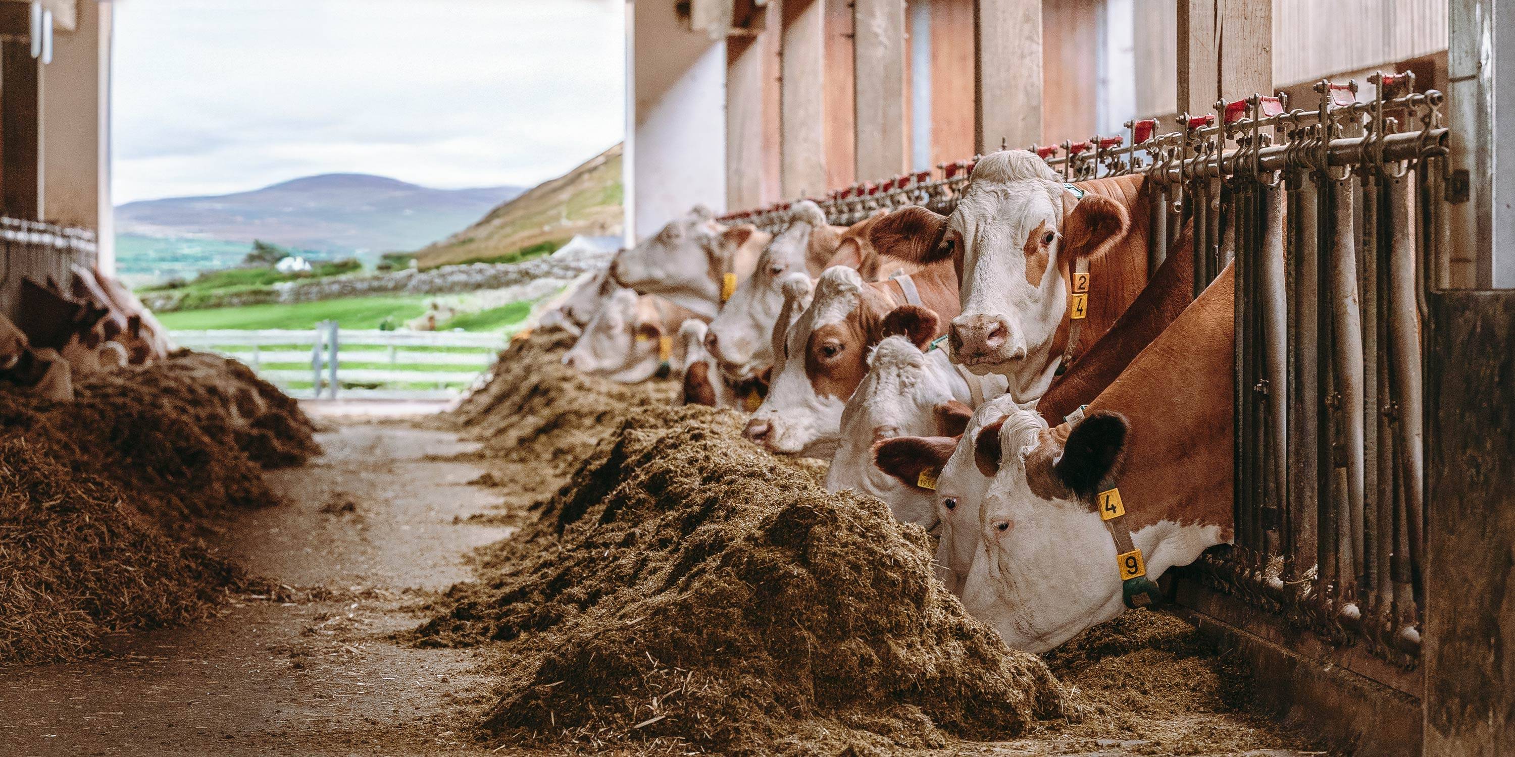 Mazzoleni-ireland-Species-sectors-dairy-head