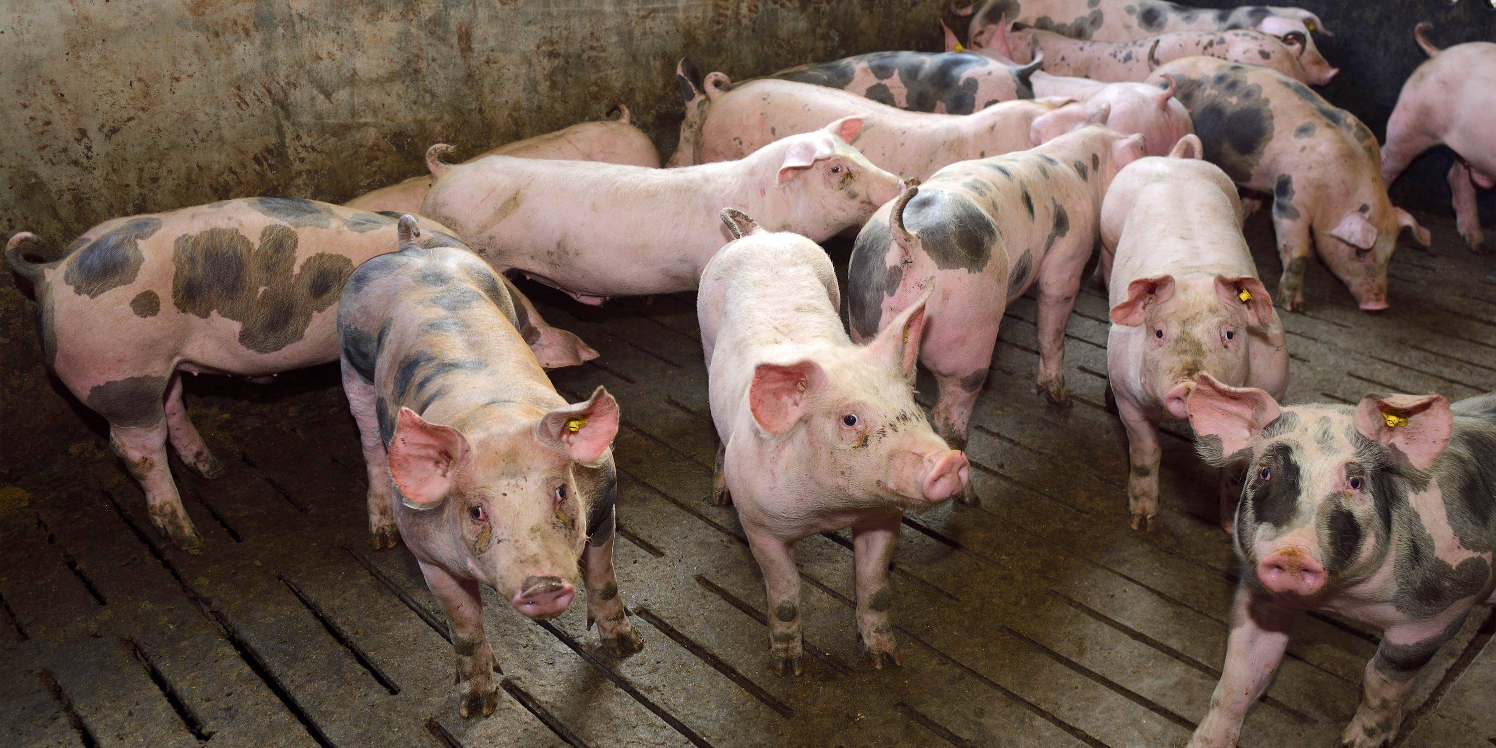 Mazzoleni-ireland-Species-sectors-swine-head