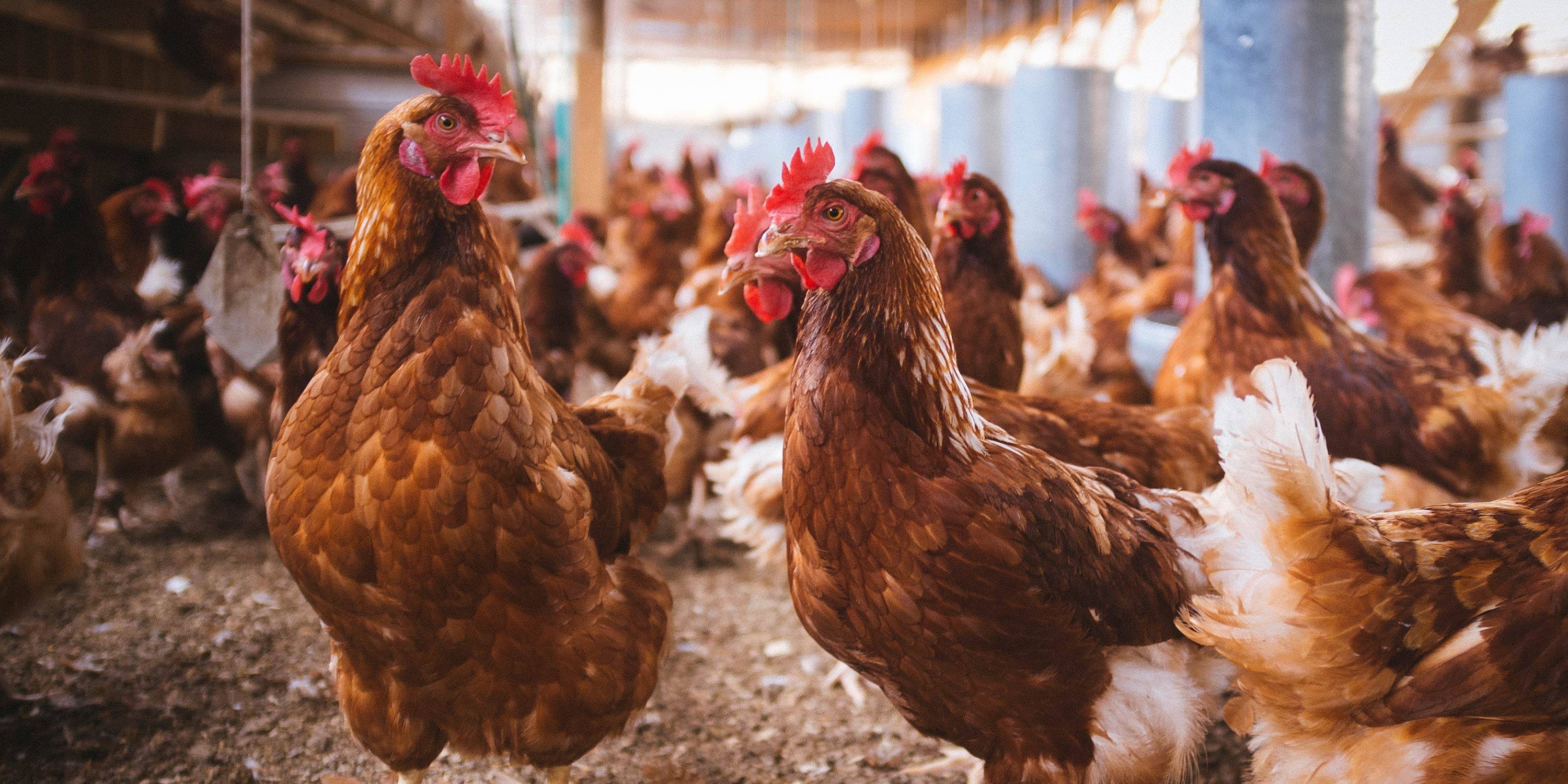 Mazzoleni-ireland-Species-sectors-poultry-head