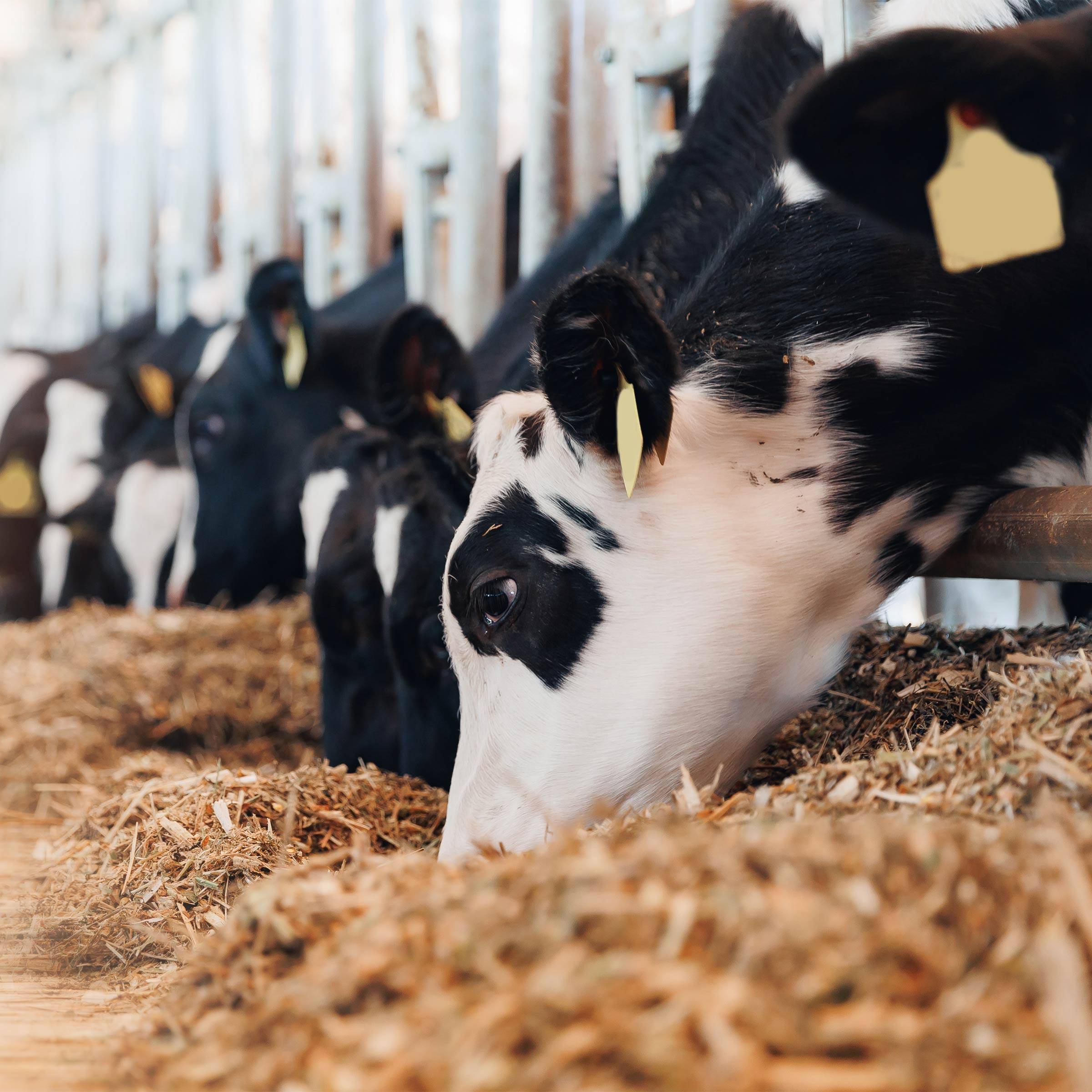 Mazzoleni-ireland-animal-nutrition-slider-01